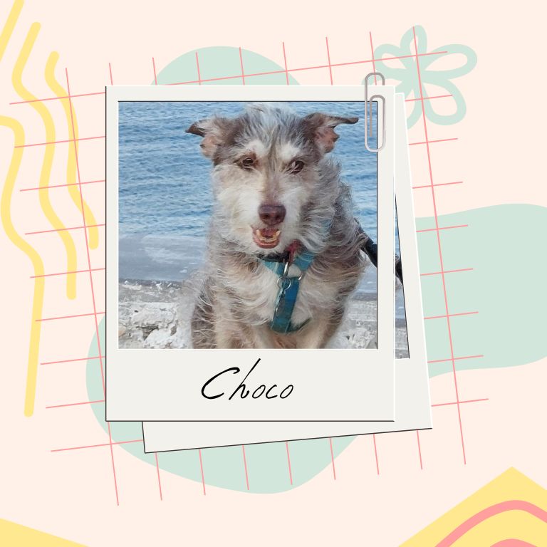 Παγκόσμια Ημέρα Ζώων: Το Grace Team μοιράζεται τις πιο τρυφερές στιγμές με τα κατοικίδια του 4