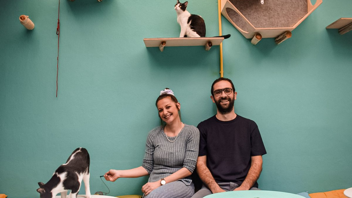 Το πρώτο Cat Festival της Ελλάδας είναι γεγονός κι έχουμε όλες τις λεπτομέρειες 1