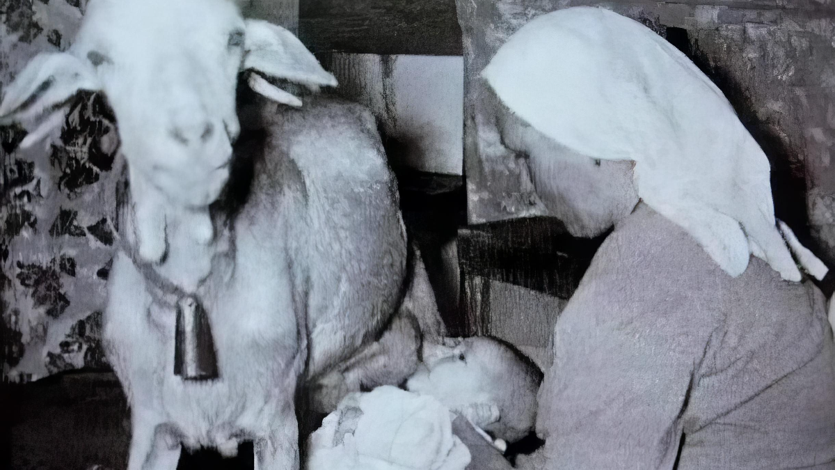 Γιατί αυτό το μωρό θηλάζει από κατσίκα; Η σιωπηλή πρακτική που έσωσε ζωές 1