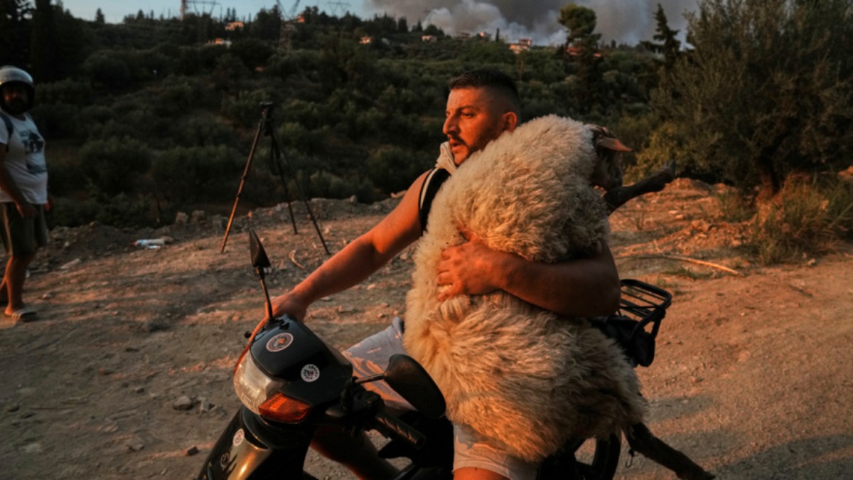 Το viral πρόβατο από τις φωτιές στην Αχαΐα βρίσκεται πλέον σε vegan καταφύγιο ζώων 1