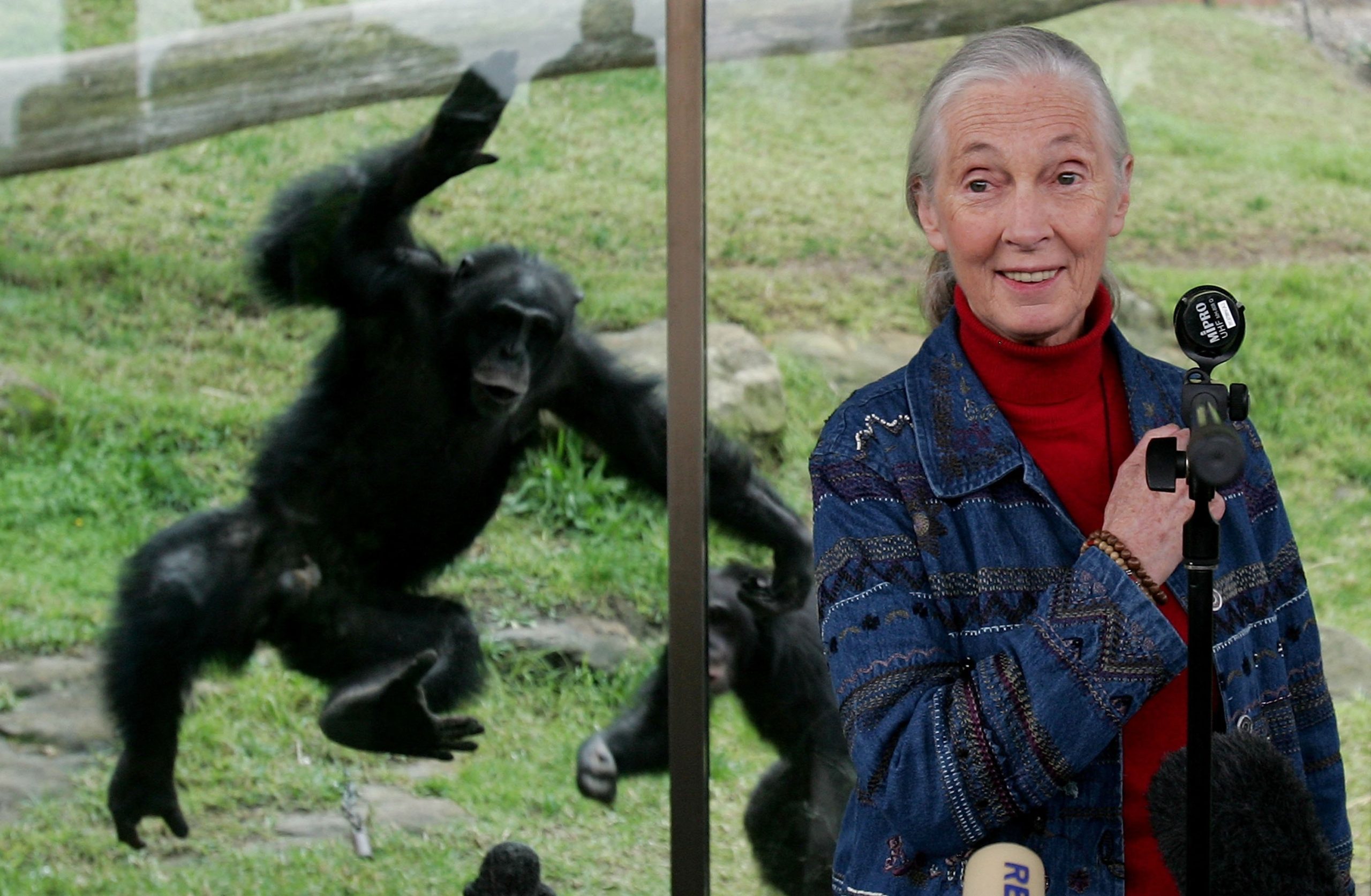 Έφυγε από τη ζωή στα 91 της η Jane Goodall 1