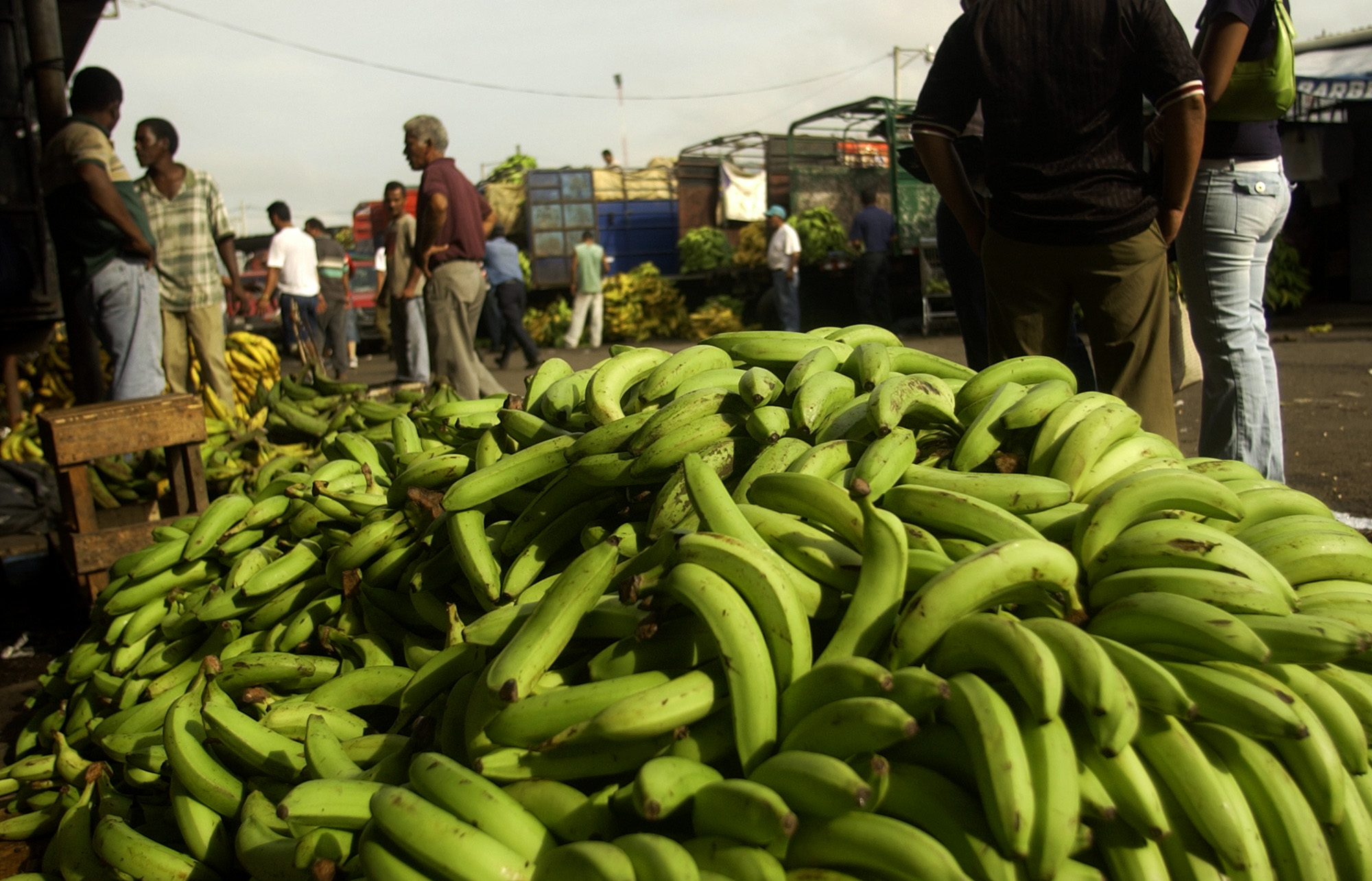 Ξεκινούν οι δοκιμές της «σωτήριας» μπανάνας