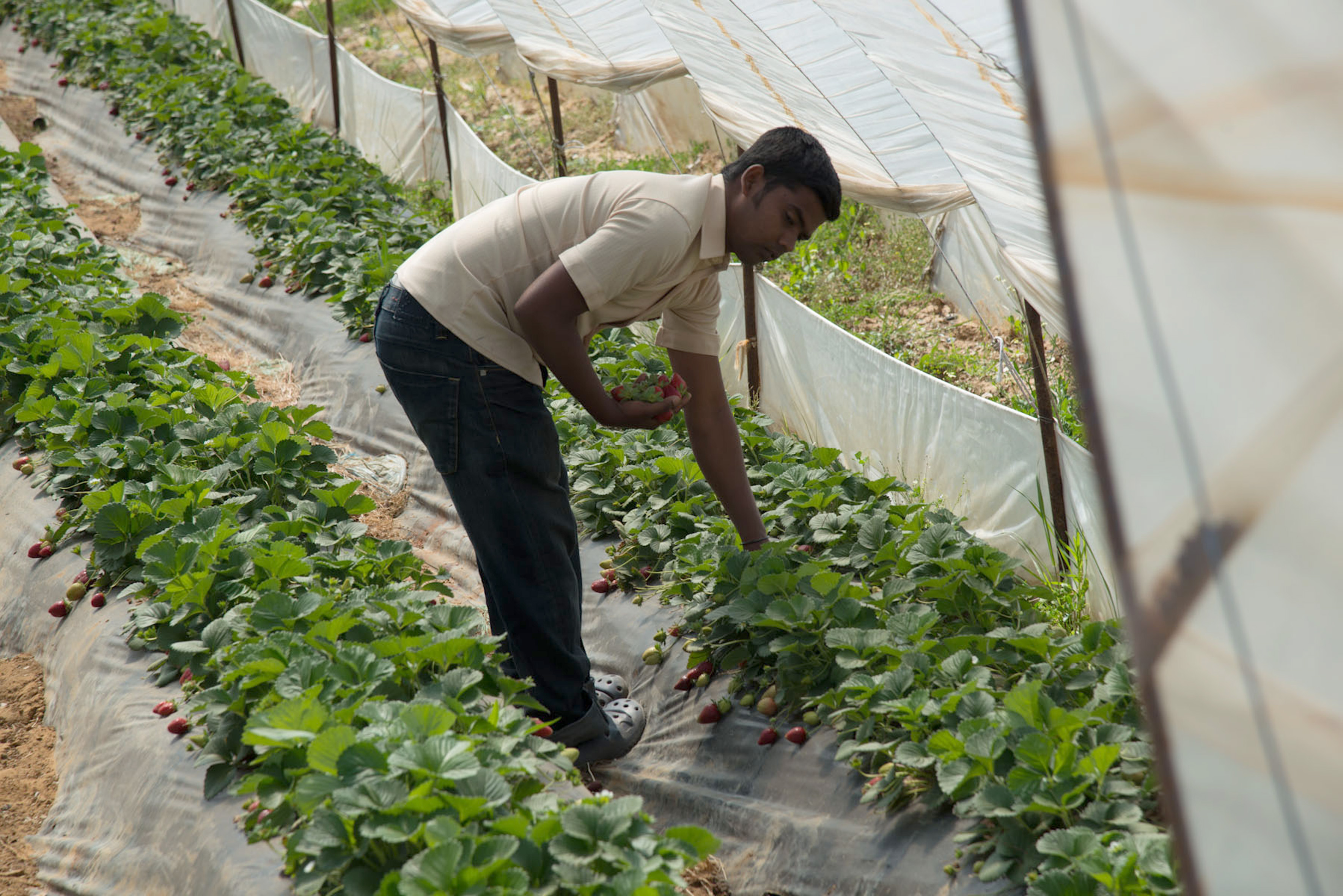 Σφοδρές αντιδράσεις για τη Μανωλάδα από ΣΥΡΙΖΑ, ΠαΣοΚ, ΚΚΕ
