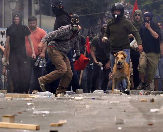 “Loukanikos”, the austerity-fighting riot dog, passes away | tovima.gr