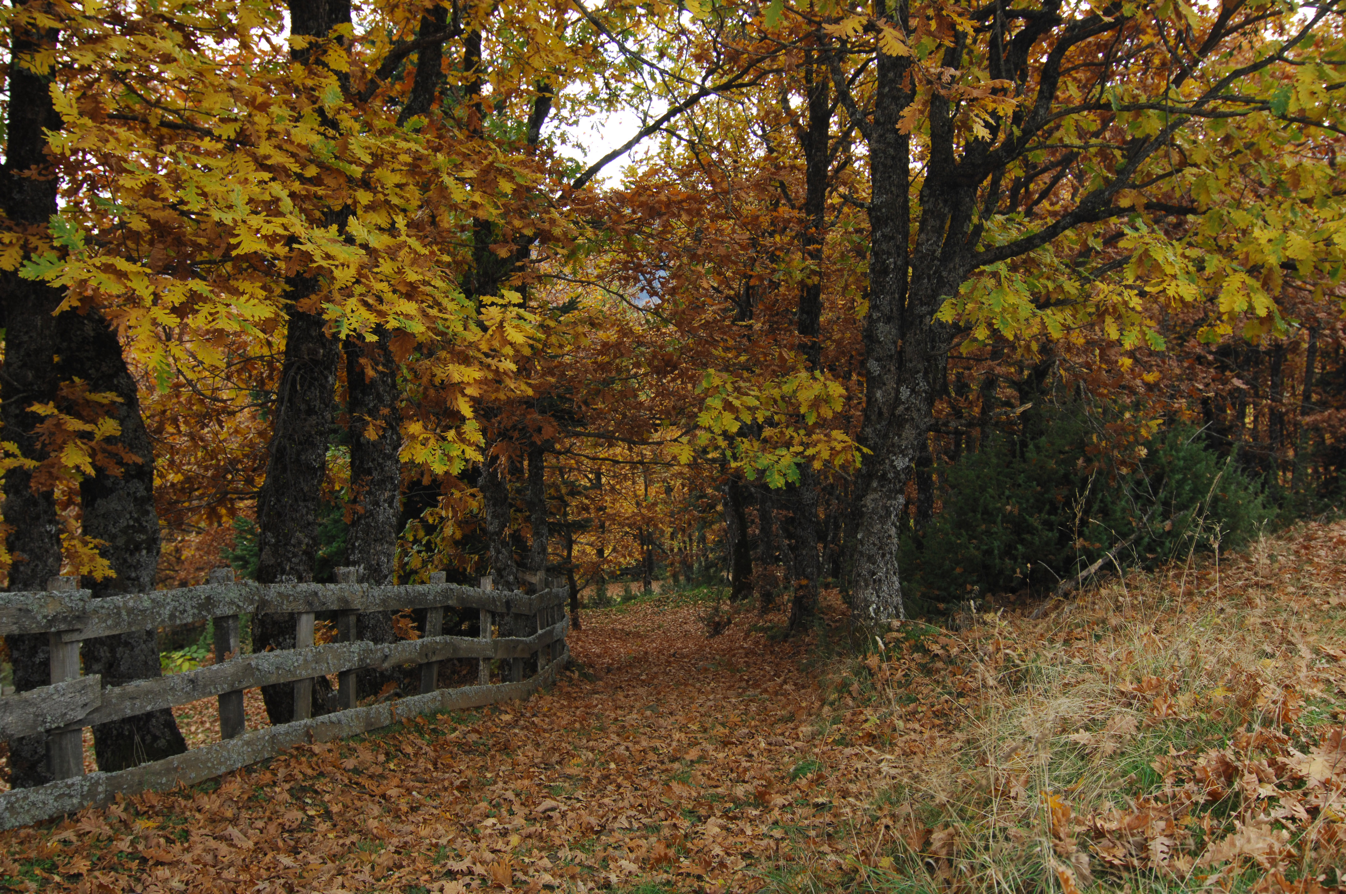 Τη Μ.Τρίτη ψηφίζεται το νομοσχέδιο για τους δασικούς χάρτες