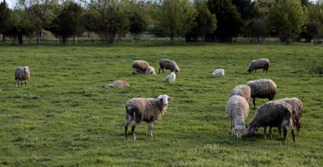 Τα πρόβατα αναγνωρίζουν ανθρώπινα πρόσωπα