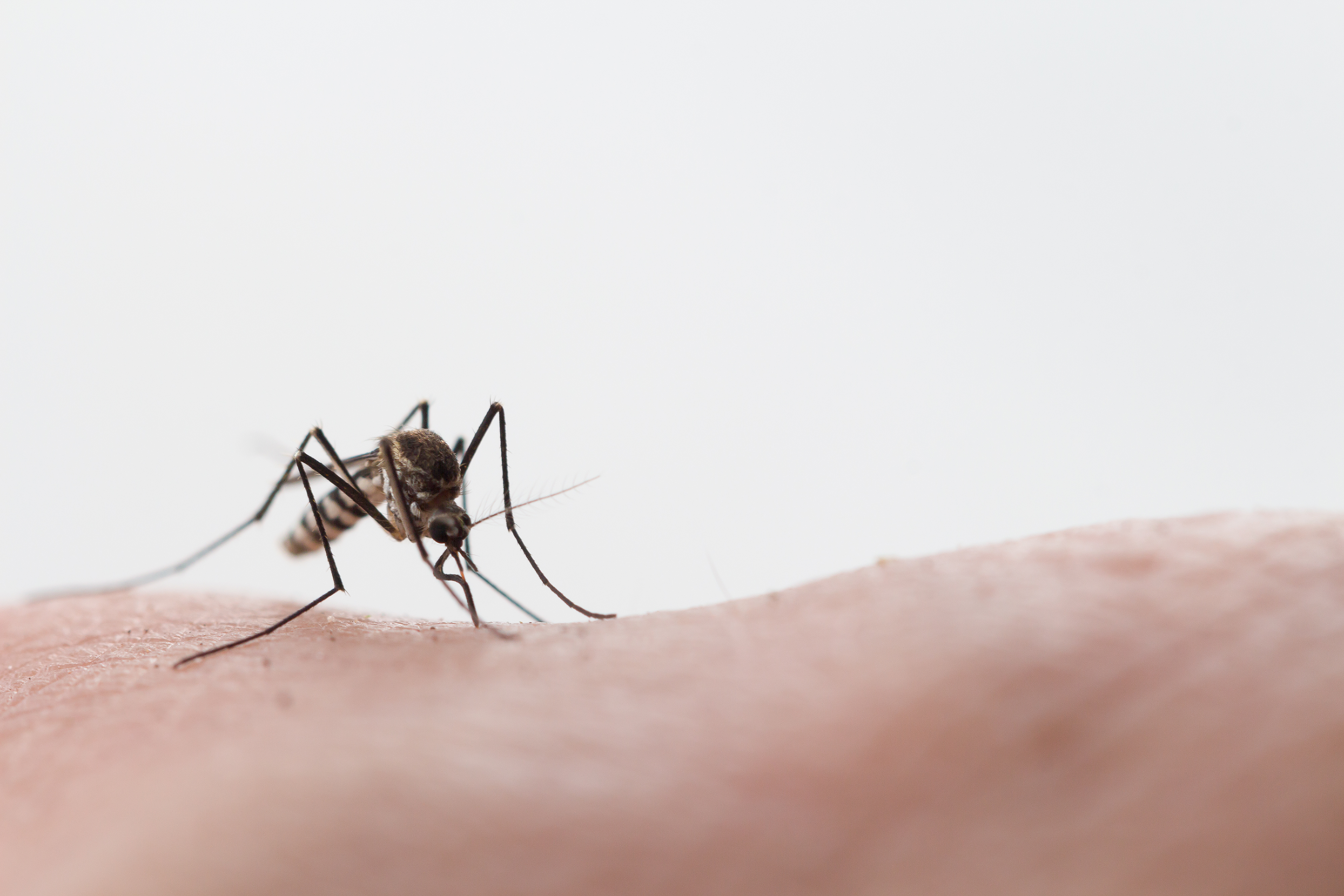 ΚΕΕΛΠΝΟ: Σχέδιο για την πρόληψη της ελονοσίας