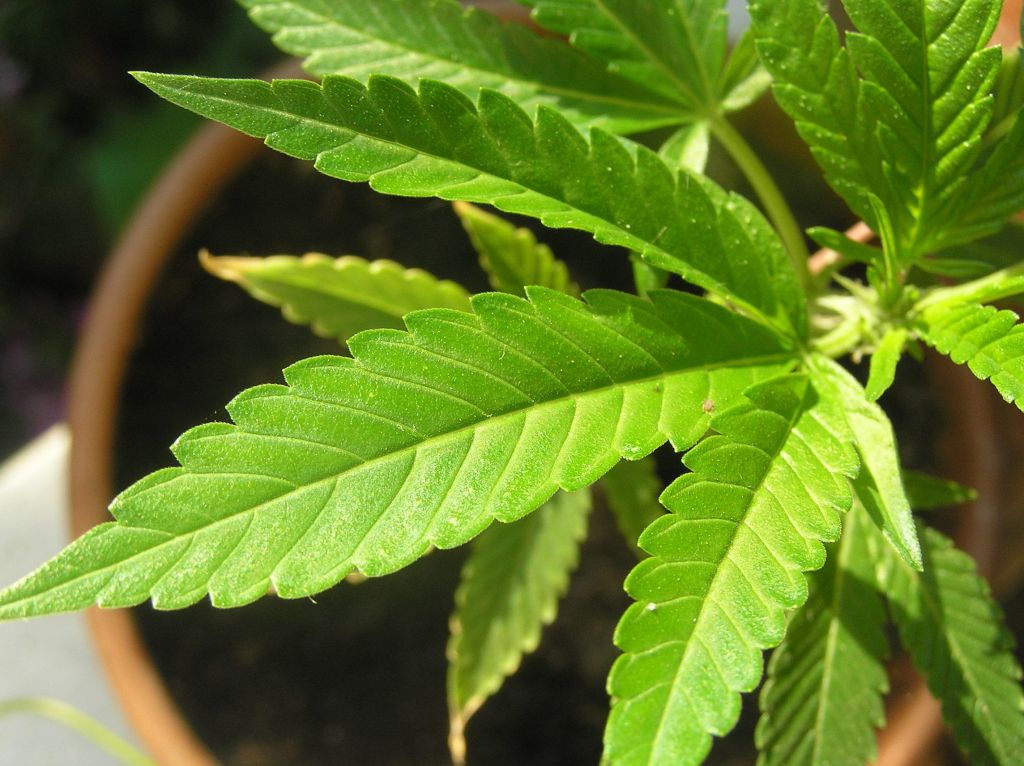 Συνελήφθη 60χρονος για καλλιέργεια κάνναβης στην Χαλκίδα