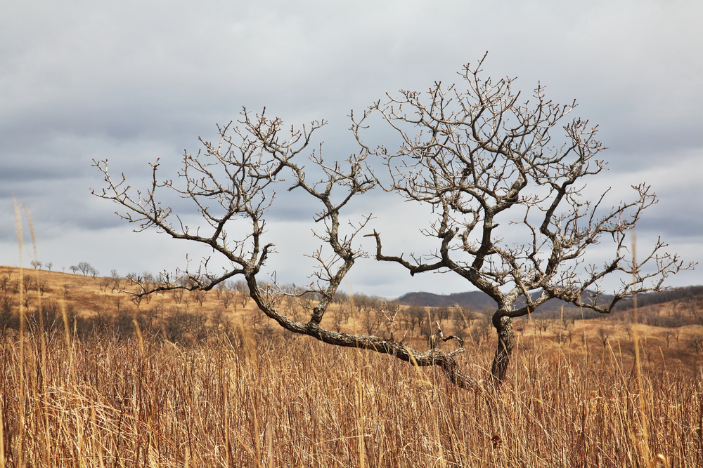 Η χειρότερη ξηρασία των τελευταίων 30 ετών πλήττει τη Β. Κορέα