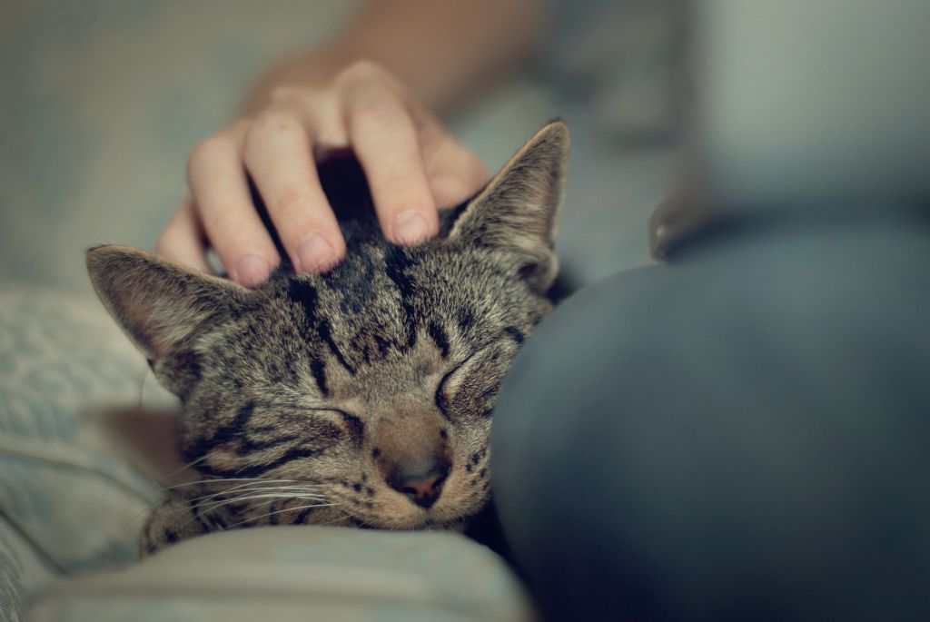 Ανοίγει τις πόρτες του το πρώτο φεστιβάλ γάτας στην Ελλάδα