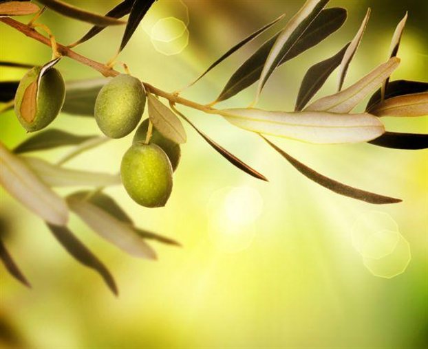 Ελαιόλαδο: «Οχι» Τσαυτάρη στις προσμείξεις