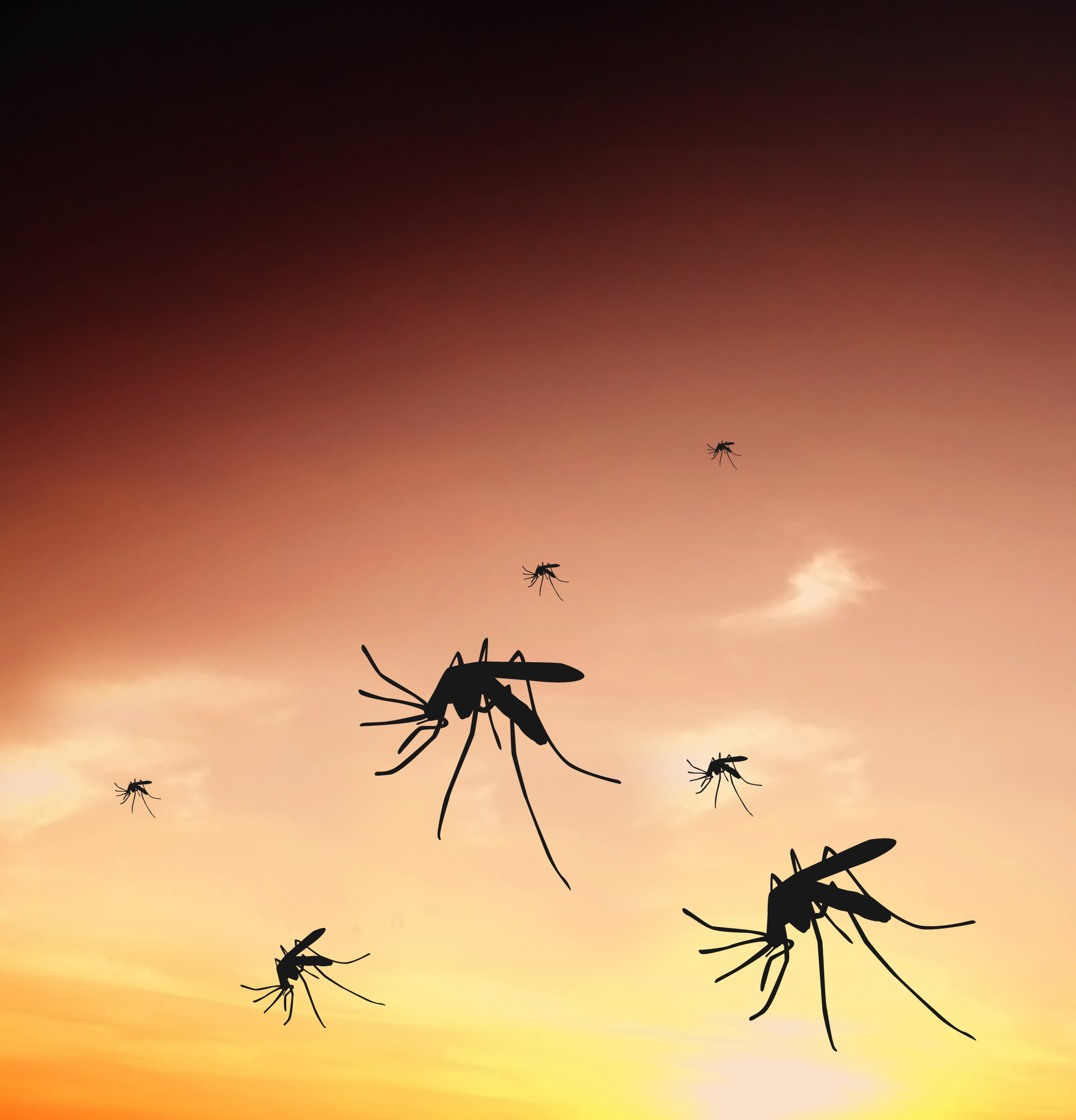 Δελτίο καιρού για… κουνούπια