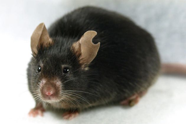 Κλωνοποίηση ποντικού από μια… σταγόνα αίμα