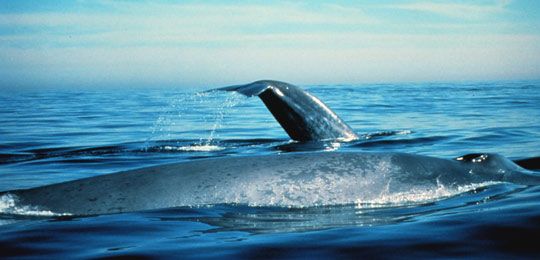 Πώς τα στρατιωτικά σόναρ «τρελαίνουν» τις φάλαινες