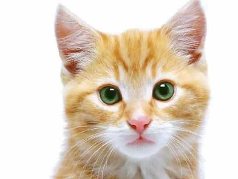 Προς προληπτική θεραπεία για την αλλεργία στις γάτες