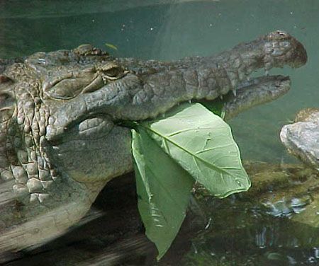 Και οι κροκόδειλοι θέλουν το… φρουτάκι τους!