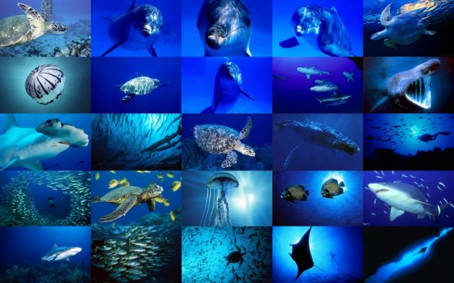 Μεταναστεύουν στους πόλους πολλά θαλάσσια είδη | tovima.gr