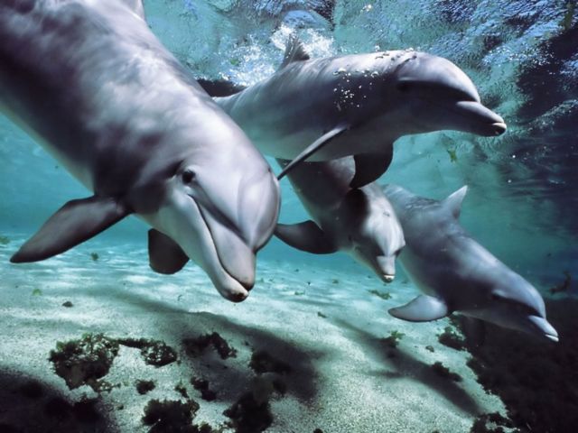 Tα δελφίνια έχουν εξαιρετική μνήμη