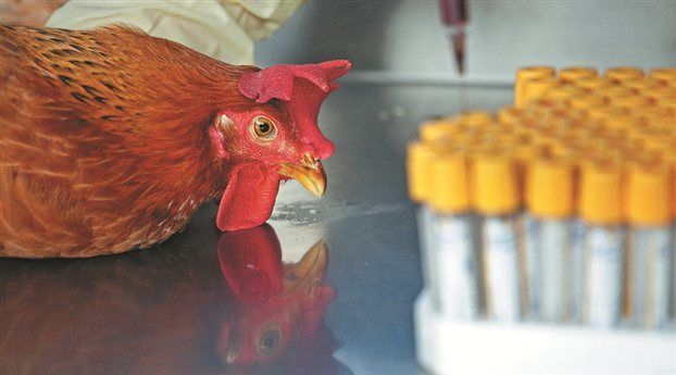 Πάλι στο προσκήνιο τα «επικίνδυνα» πειράματα με τη γρίπη