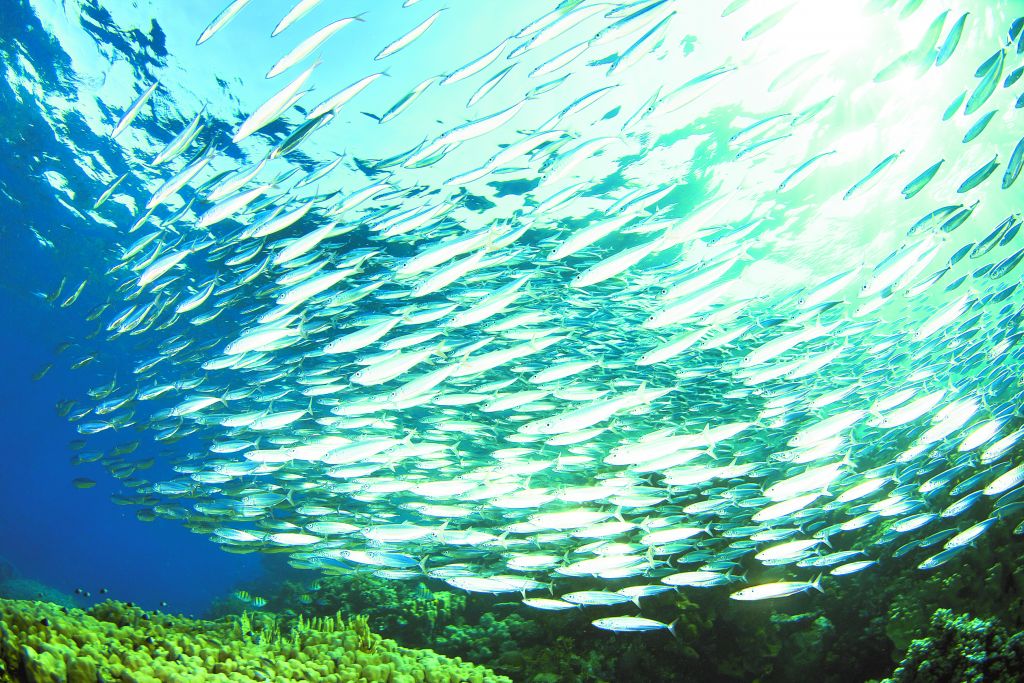 FishBase: όλα όσα θέλετε να ξέρετε για τα ψάρια