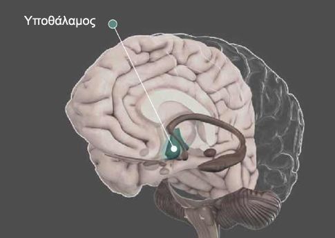 Υποθάλαμος: Το «κλειδί» που ρυθμίζει τη γήρανση