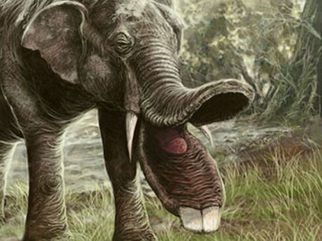 Οι ελέφαντες με τις προβοσκίδες-ράμφη
