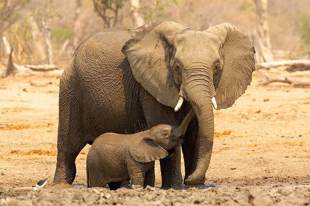 Οι ελέφαντες καταλαβαίνουν τις ανθρώπινες χειρονομίες