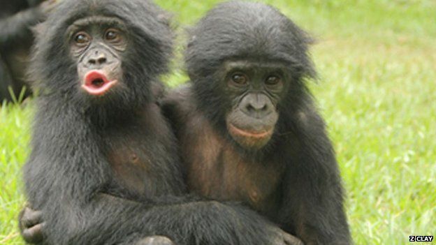 Οι πίθηκοι παρηγορούν ο ένας τον άλλον… ανθρώπινα