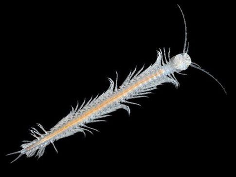 Το πρώτο δηλητηριώδες καρκινοειδές