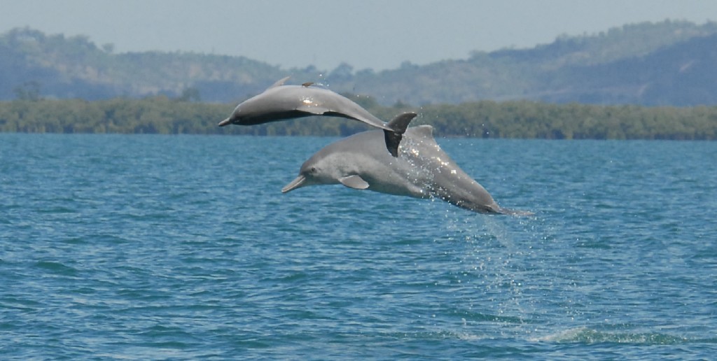 Ανακαλύφθηκε νέο είδος δελφινιού