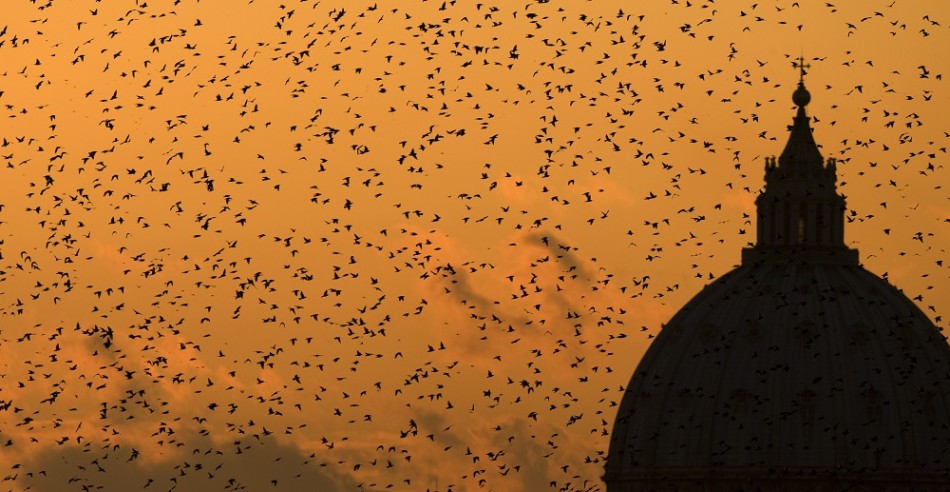 Τα πουλιά του Χίτσκοκ σε «βρώμικες» πτήσεις πάνω από την Ρώμη