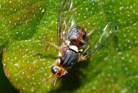 «Μεταλλαγμένος» δάκος περιμένει να δοκιμαστεί σε ελαιώνες της Ισπανίας