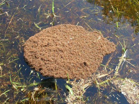 Το μυρμήγκι που ξέρει να ναυαγεί με χάρη
