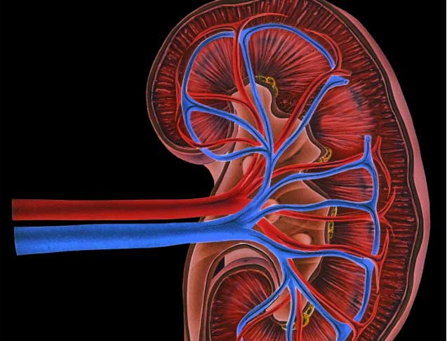 Νεφρός εργαστηρίου από βλαστικά κύτταρα