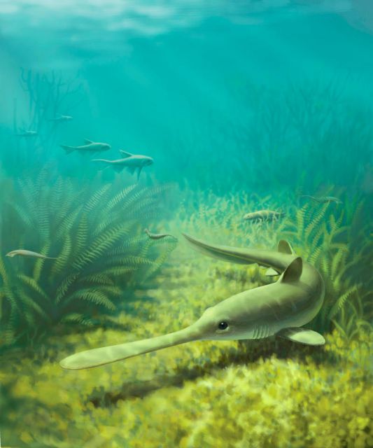 Ο αρχαίος καρχαρο…ξιφίας
