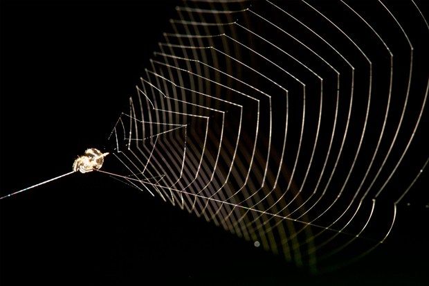 Η αράχνη που κυνηγά με σφεντόνα
