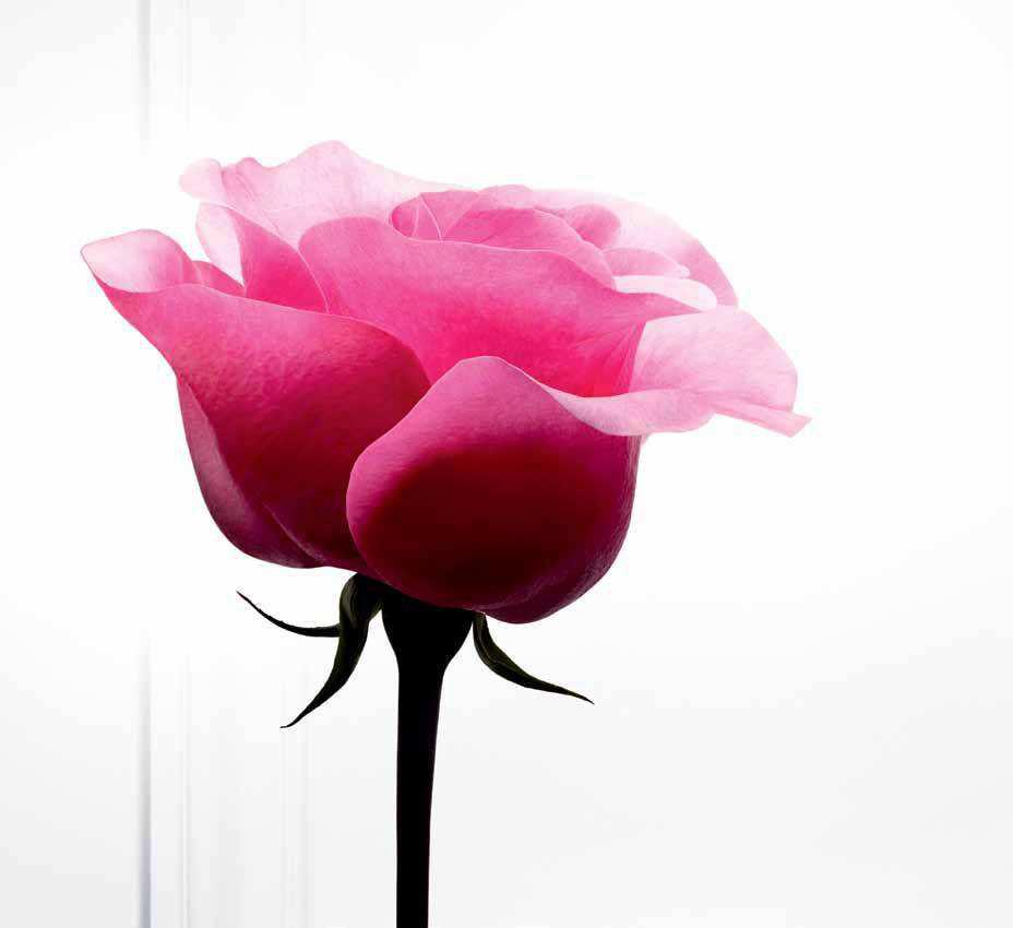 Το τριαντάφυλλο της Lancôme κλείνει 40 χρόνια ομορφιάς