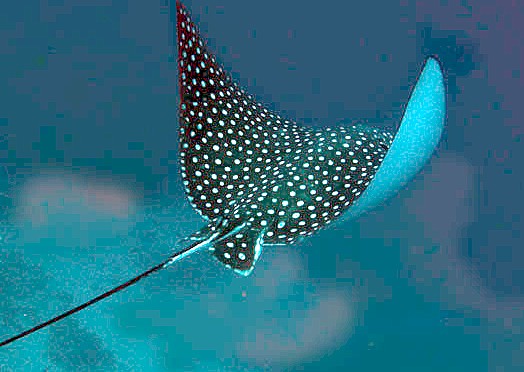 Καρχαρίες και σαλάχια σε κίνδυνο