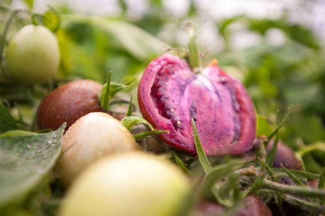 «Μεταλλαγμένη» τομάτα υπόσχεται… υγεία