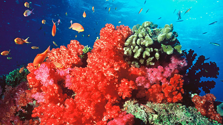 Μερικά κοράλλια το προτιμούν… ξινό