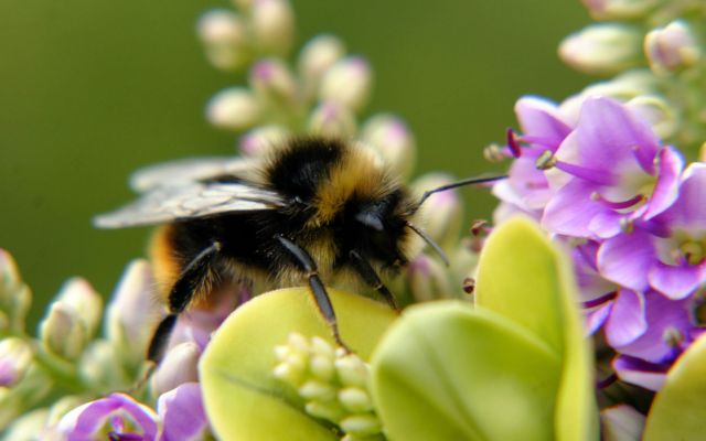 Δεινοί πιλότοι οι βομβίνοι
