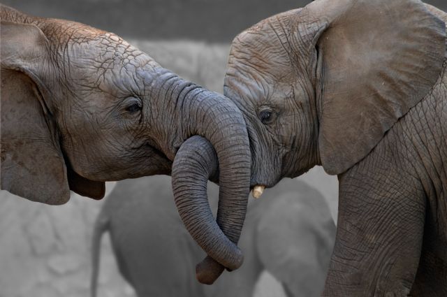 Οι ελέφαντες συμπαραστέκονται στους «φίλους» τους