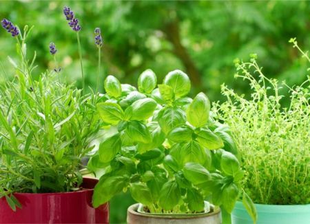 Ελληνικά βότανα μοναδικά φάρμακα