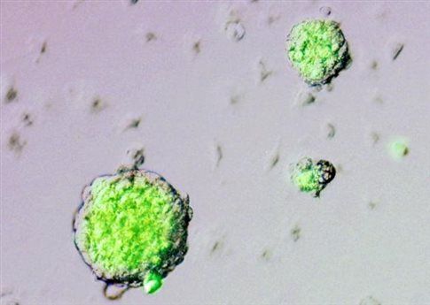 Ζητείται η απόσυρση της μελέτης των «εύκολων» βλαστοκυττάρων