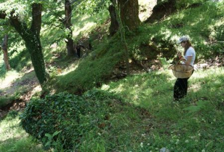 Μαζεύοντας χόρτα