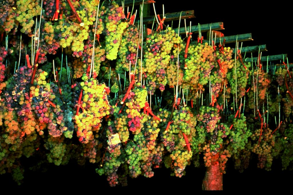 Θησαυρός στα άχυρα