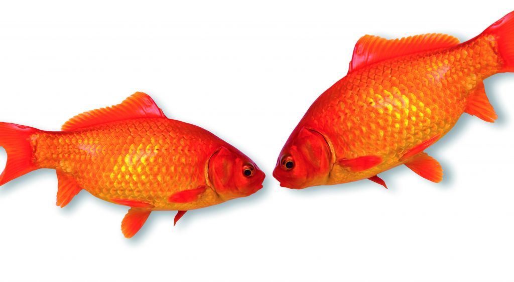 Η θεραπεία της ομοφυλοφιλίας