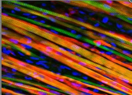 Μυς εργαστηρίου που «αυτο-επιδιορθώνεται»