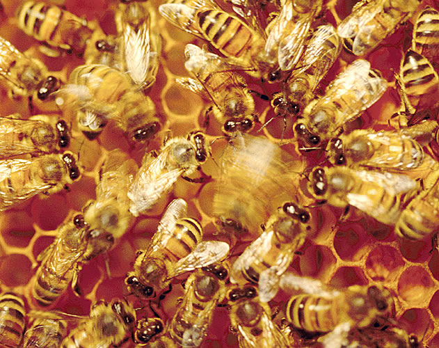 Μακρινά καλοκαιρινά ταξίδια δείχνει ο χορός των μελισσών