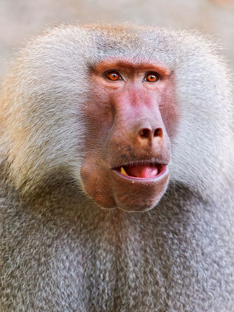 Καρδιές χοίρων χτυπούν στο σώμα μπαμπουίνων